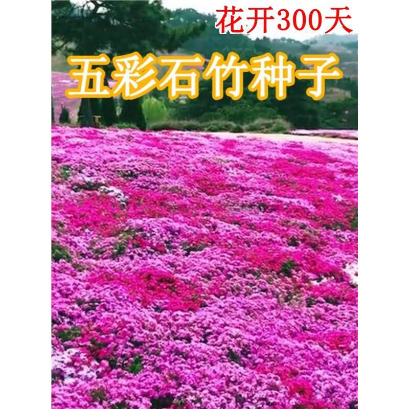 欧石竹初吻花种花籽五彩石竹花四季开花草坪花籽美国常夏石竹种子
