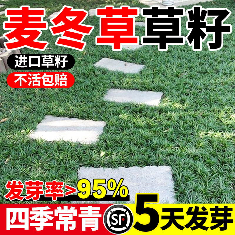 麦冬草玉龙草四季青绿庭院种子图片