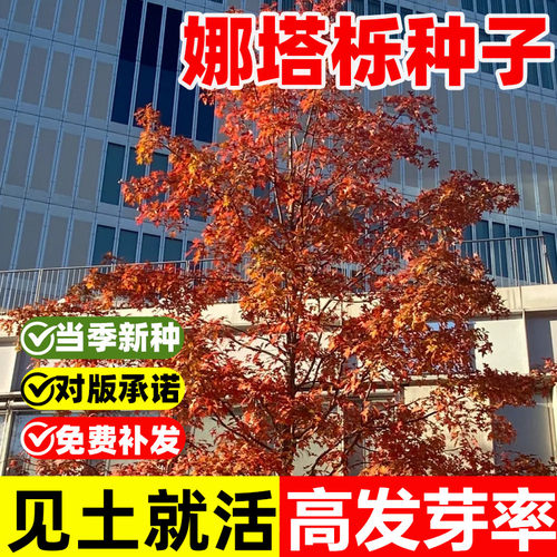 四季种植娜塔栎种子红橡树种籽
