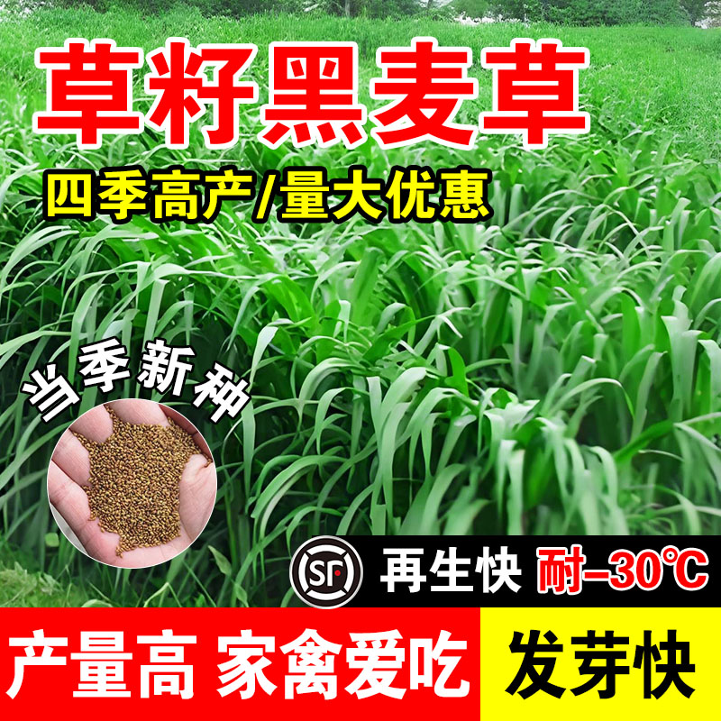 草籽黑麦草多年生黑麦草种子四季常青鸡鸭鹅猪牛羊鱼草种籽