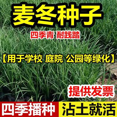 金边麦冬日本矮玉龙草大细