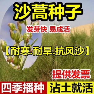 沙蒿种子沙蒿籽沙蒿子防沙固沙牧草籽固土护坡荒漠植被牧草种子籽