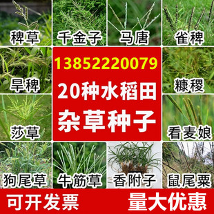 20种麦田杂草种子播娘蒿小蓟灰藜地肤子反枝苋苘麻田旋花马齿苋籽