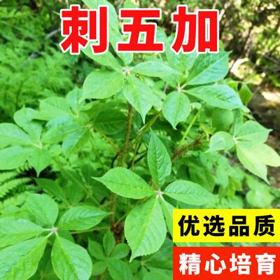 刺五加种子野生恩平簕菜苦刺心