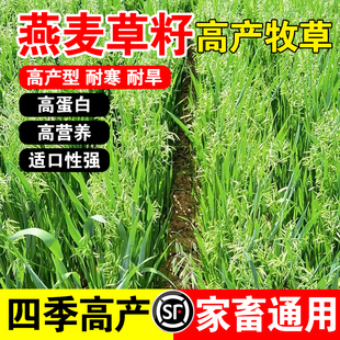燕麦草籽四季高产牧草种籽多茬收割畜牧养殖家禽喜食多年生种子