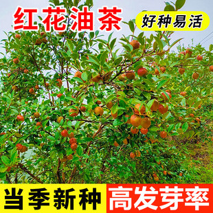红花油茶大果嫁接种子 山茶籽油茶茶果广西高产茶子树油茶