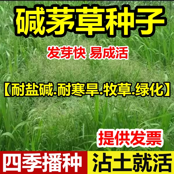 碱茅草种子星星草种籽家畜喜食多年生牧草耐旱耐盐碱草地绿化种子