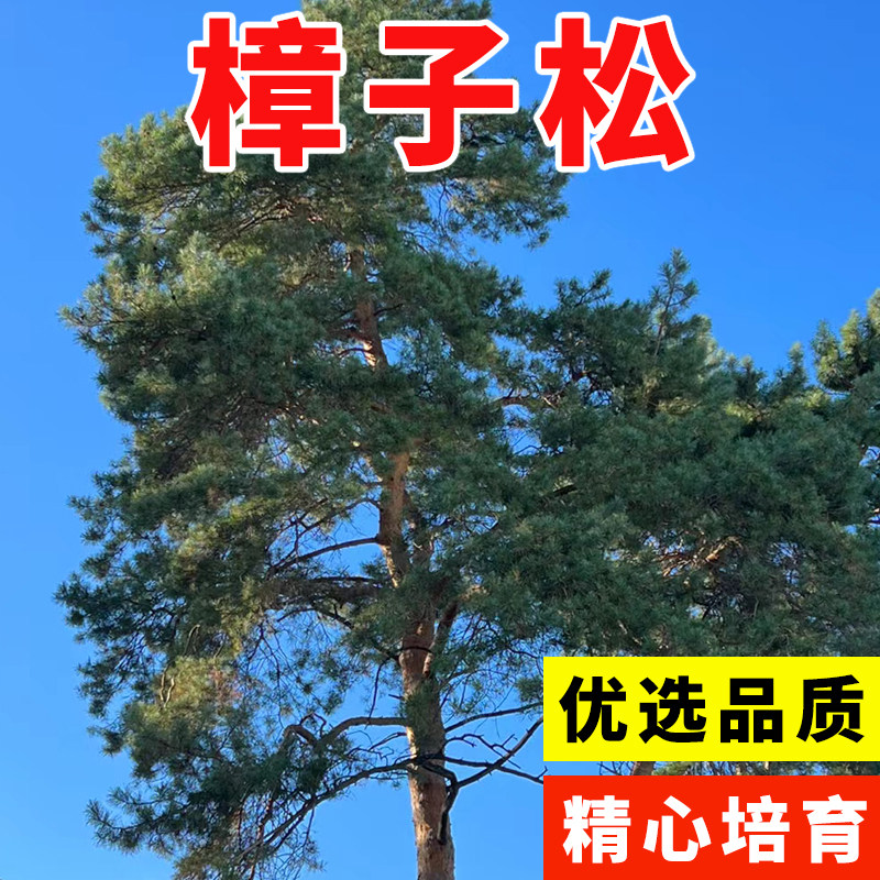 樟子松树种子抗寒松种籽图片