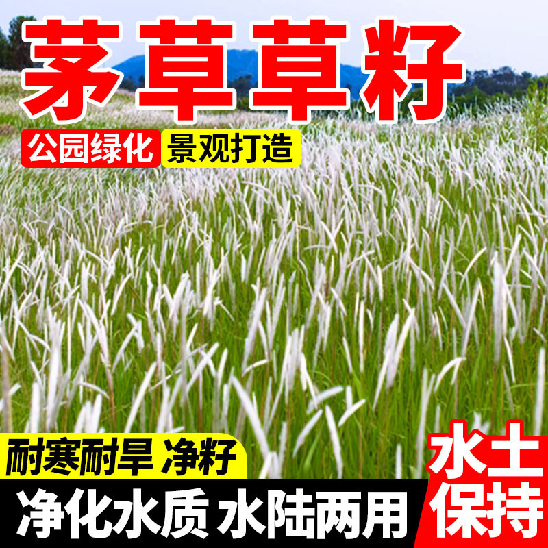 茅草草籽生态修复防风固沙护坡