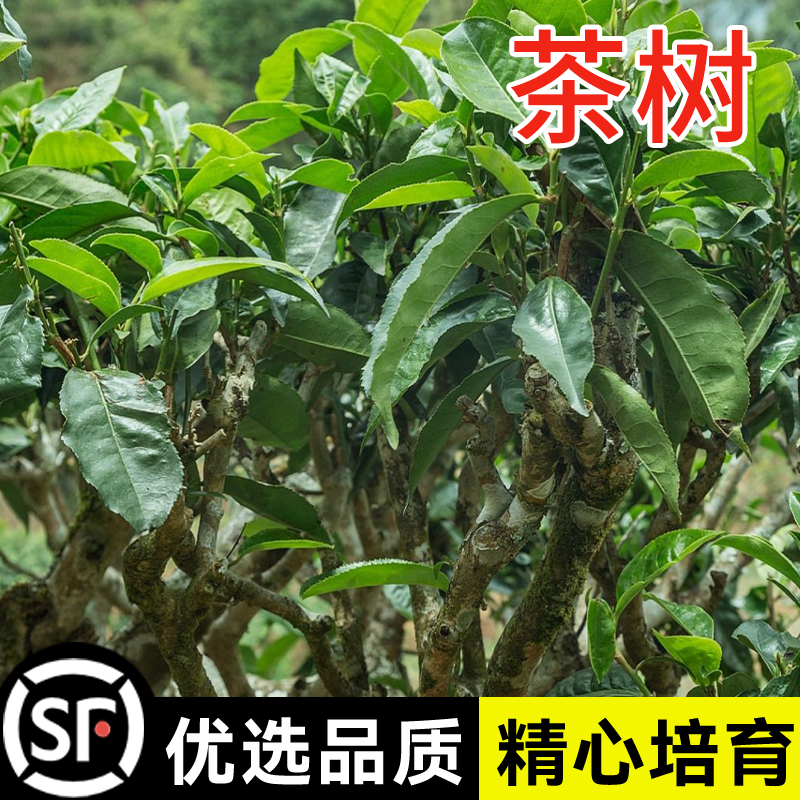 新采茶叶种子茶种籽绿茶