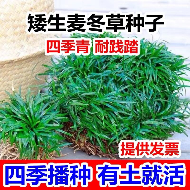 四季常青麦冬草籽玉龙日本图片