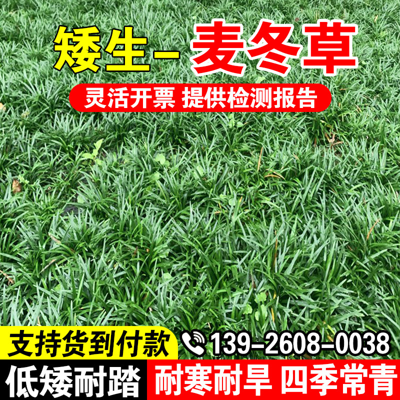 麦冬草玉龙草日本矮麦冬草种籽细叶麦冬庭院绿化种子