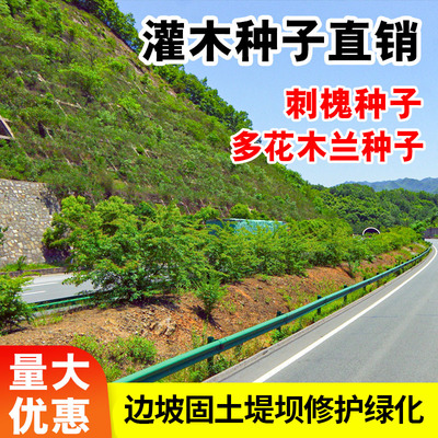 护坡灌木洋刺槐多花兰种子