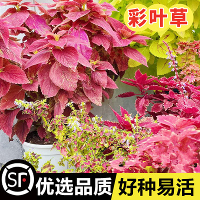 彩叶草花种子籽四季种籽