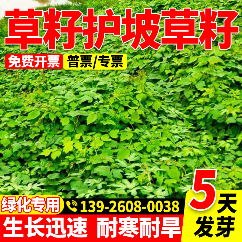 常绿灌木矿山复绿灌木种子