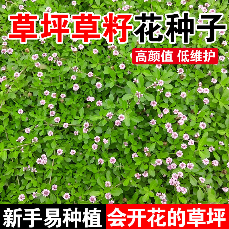 草坪草籽花种子白三叶草籽红三叶草籽四季青草坪牧草果园绿肥