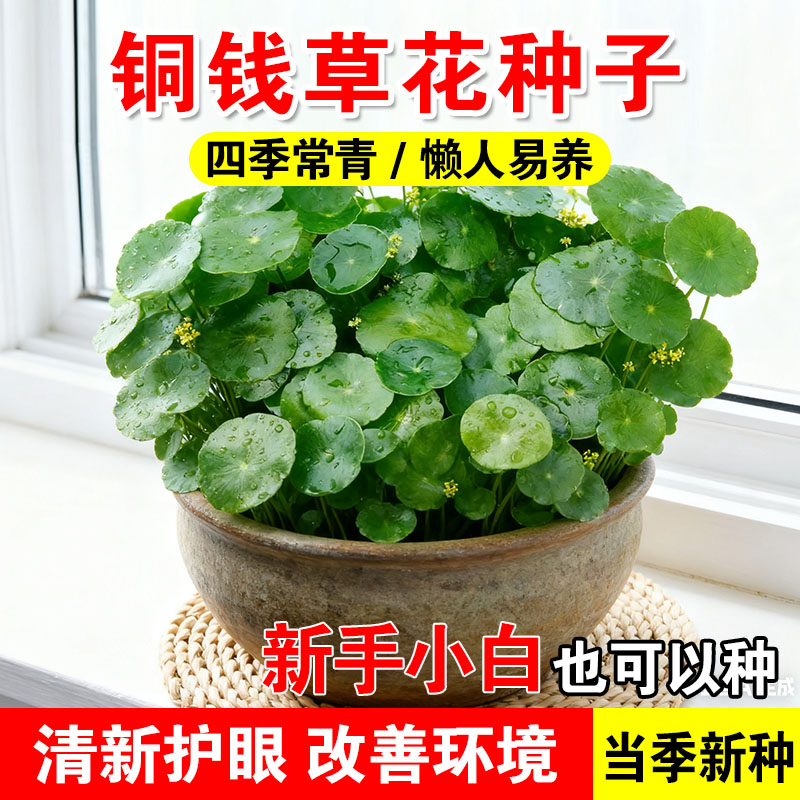 铜钱草花种子水培植物大叶