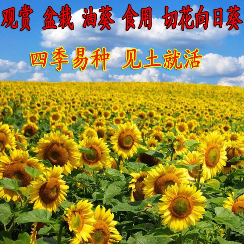 向日葵种子观赏食用四季易