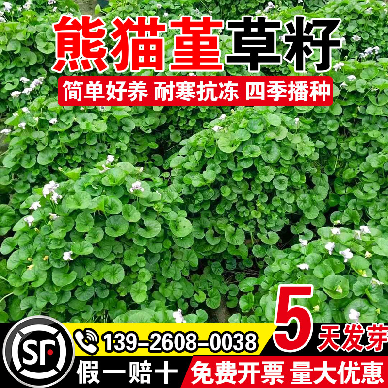 熊猫堇草籽四季多年生草本花卉花园宿根庭院耐踩耐踏