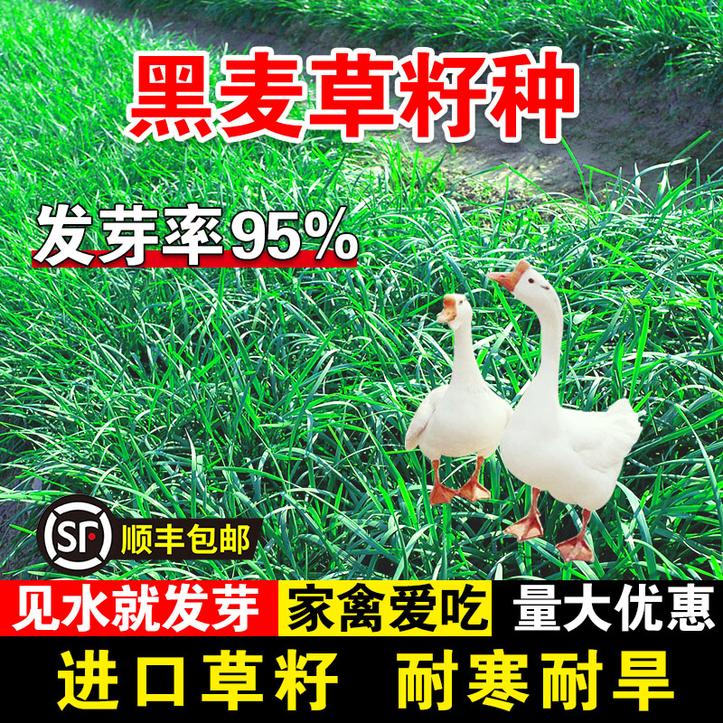 黑麦草籽种多年生黑麦草种子四季常青鸡鸭鹅猪牛羊鱼草种籽