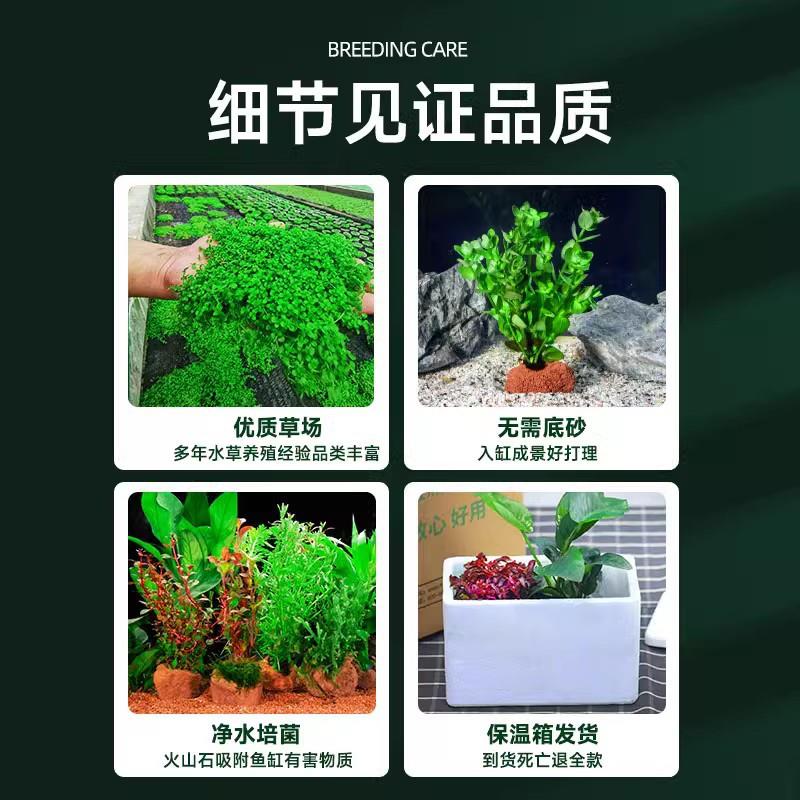 水草植物鱼缸造景真草火山石阴性沉木水榕水草水培绿植蜈蚣草绿菊