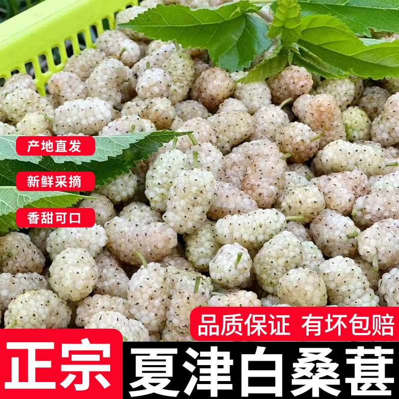 发顺丰山东新鲜白桑葚4斤夏津白桑葚香甜可口稀有桑椹果白玉桑葚