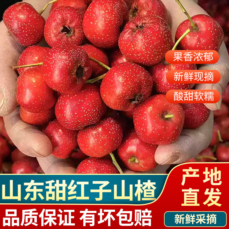 正宗山东甜红子山楂  新鲜现摘山里红小金星甜山楂酸甜软糯