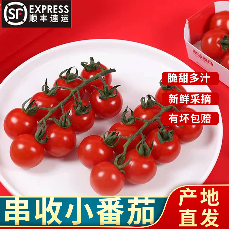 发顺丰 正宗串收番茄枝纯番茄 新鲜采摘带枝圣女果小番茄酸甜多汁