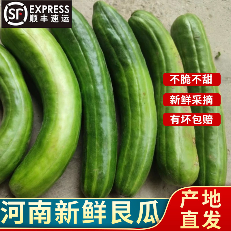 顺丰到家河南新鲜艮瓜菜瓜 现摘老品种烧瓜不脆不甜菜瓜时令蔬菜