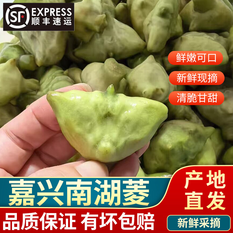 顺丰到家正宗南湖菱 新鲜采摘嘉兴特产无角菱带壳嫩菱角元宝菱