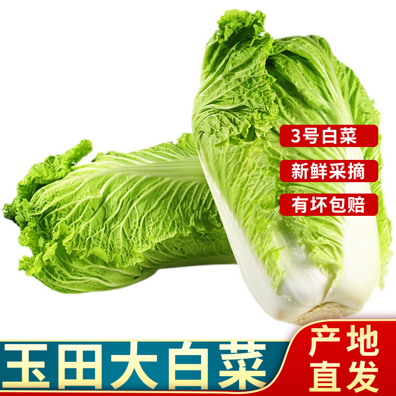 2025玉田大白菜8斤装 新鲜采摘冬储玉田白菜特产御菜3号包心菜