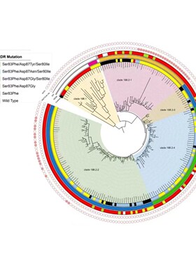 基因家族非编码RNA 调控 miRNA lncRNA 互作 调控网络