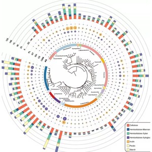 生信分析动植物比较基因组分析实操基因家族物种进化树扩张与收缩