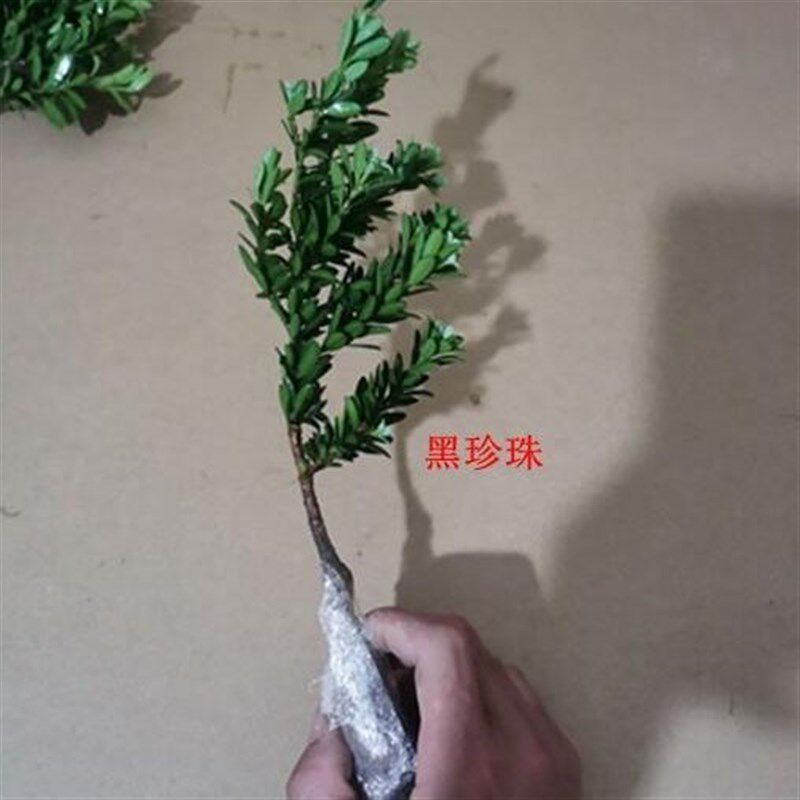 优选珠罗汉松金钻罗汉松米f叶罗汉松红芽珍珠罗汉1