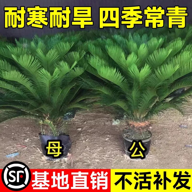 铁树盆栽小树苗大盆景苏铁开花公母一对门口客厅室内绿植好养植物