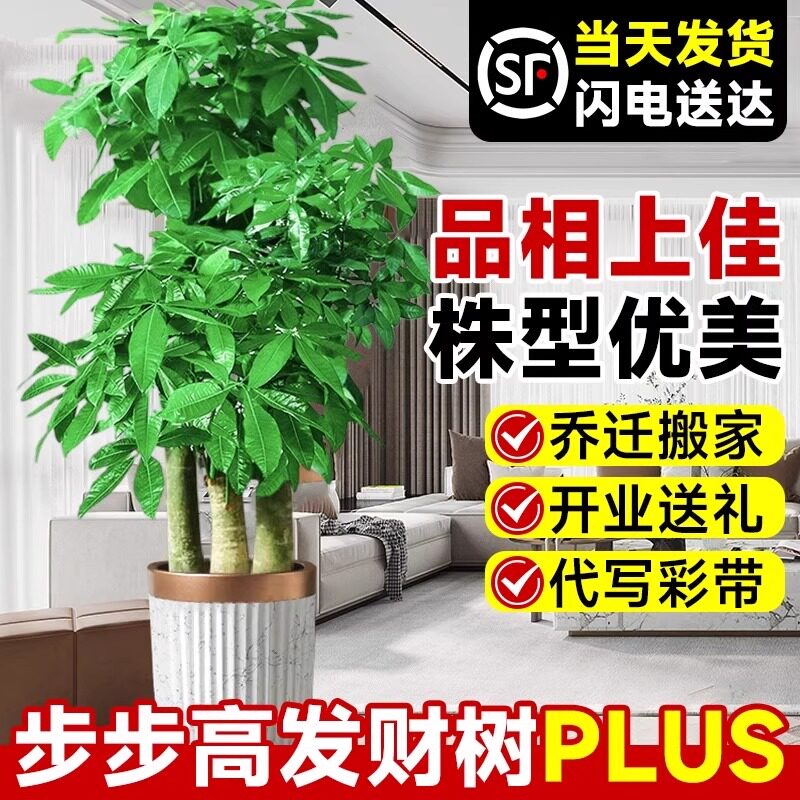 步步高发财树客厅盆栽大三杆原生大型绿植乔迁新居办公室开业送礼