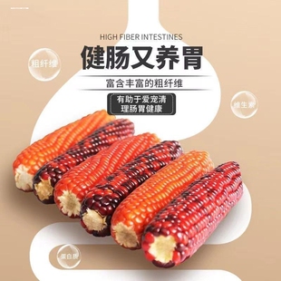 仓鼠磨牙小玉米天然包邮鹦鹉红谷穗黄穗笼造景装饰摄影杂粮穗