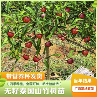 泰国山竹树苗带果四季盆栽岭南黄金山竹嫁接无籽种植果树果苗南方