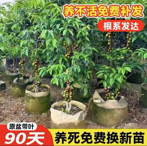 嘉宝果苗树苗葡萄苗果树