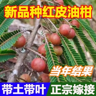 油柑树苗嫁接 庭院盆栽 余柑果树苗 耐寒牛柑子苗树南方地栽种植