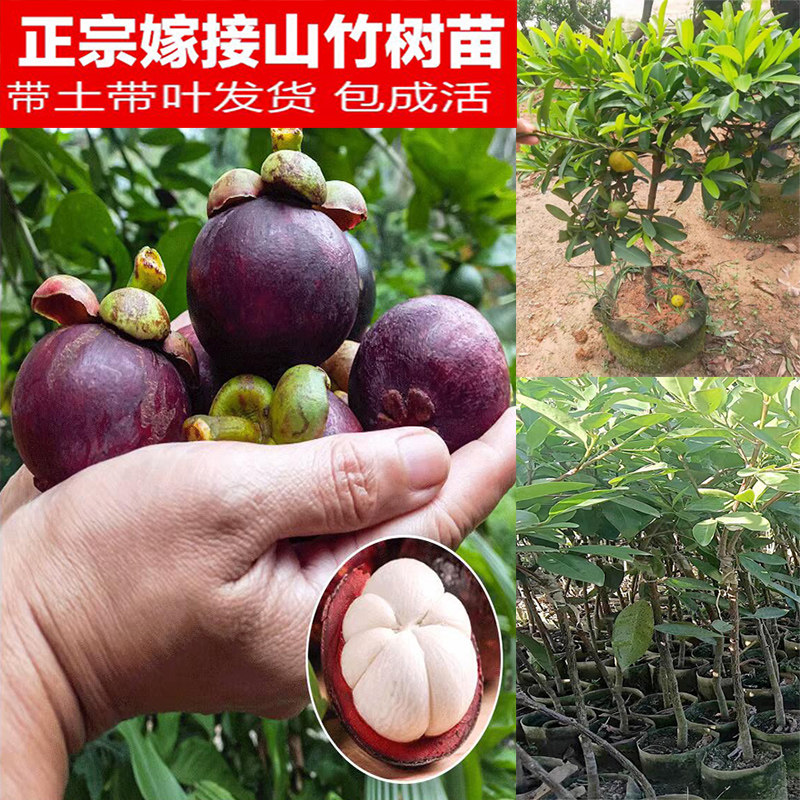 泰国山竹苗岭南黄金山竹苗山竹嫁接杯苗盆栽地栽南方北方四季种植图片
