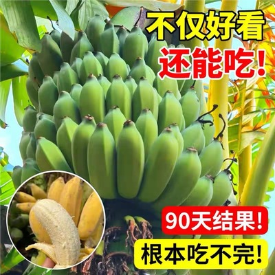 香蕉树苗盆栽地栽芭蕉粉蕉耐寒矮化香蕉苗南方北方四季庭院果树苗