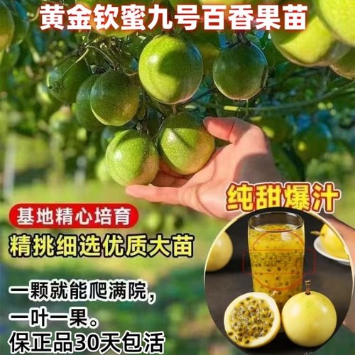 纯甜四季结果钦蜜九号百香果苗