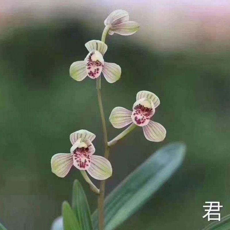带花苞君荷 荷瓣铭品 四季兰花苗 荷形花瓣 建兰八大名品 花大