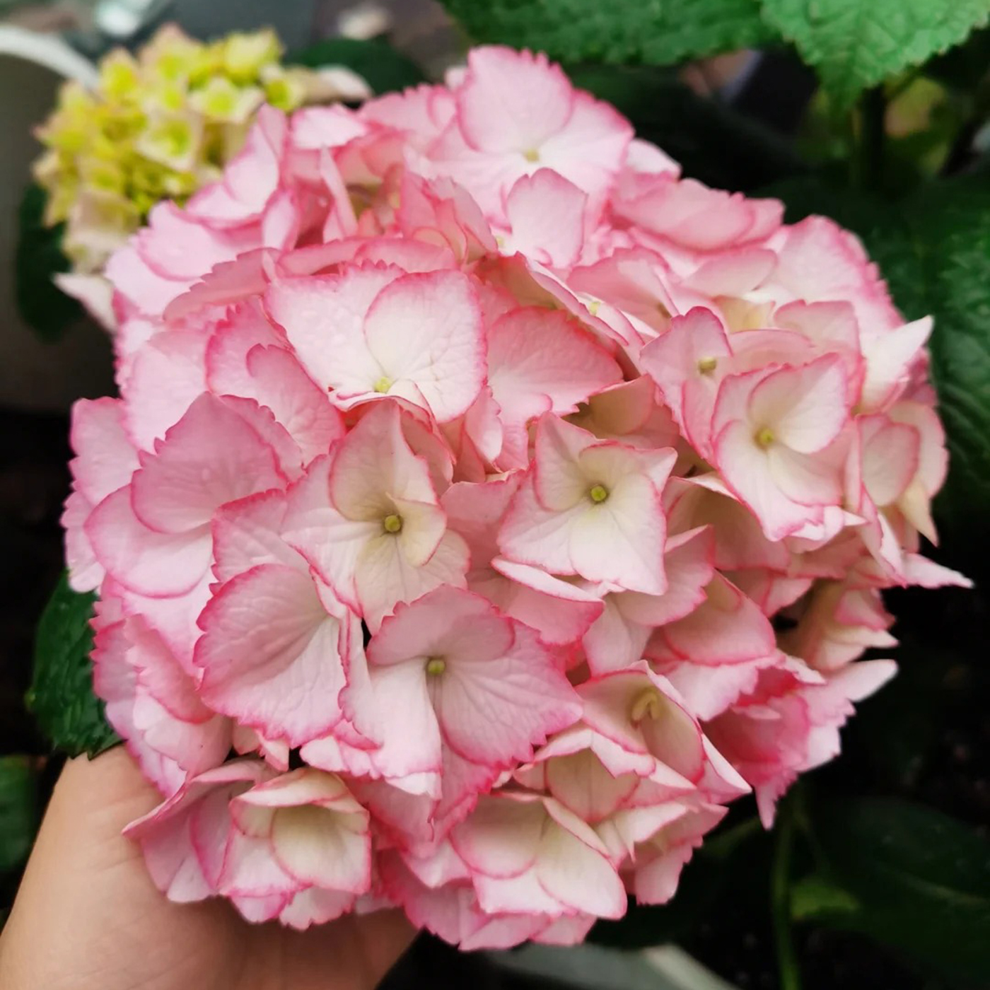 拉贝拉大花绣球花苗阳台庭院盆栽