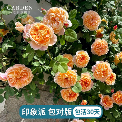 印象派藤本月季花苗长势好多季