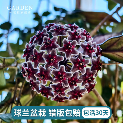 球兰花盆栽大苗绿植吊兰阳台庭院
