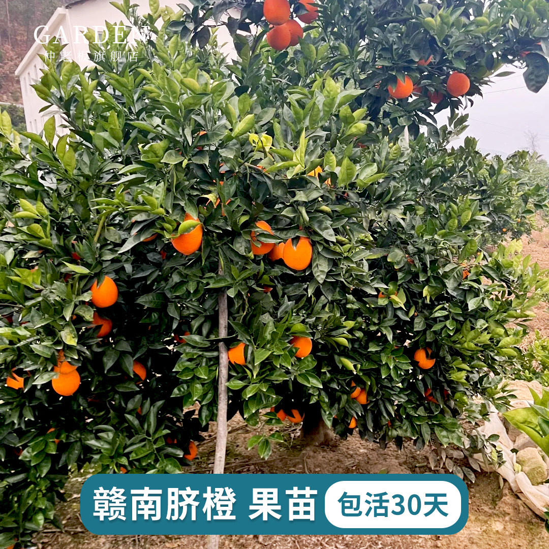 江西赣南脐橙苗嫁接纽荷尔橙子苗卡拉红肉血橙脐橙树苗赣州果树苗