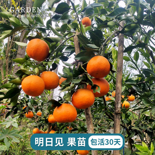 明日见嫁接柑橘苗南北方种植果树