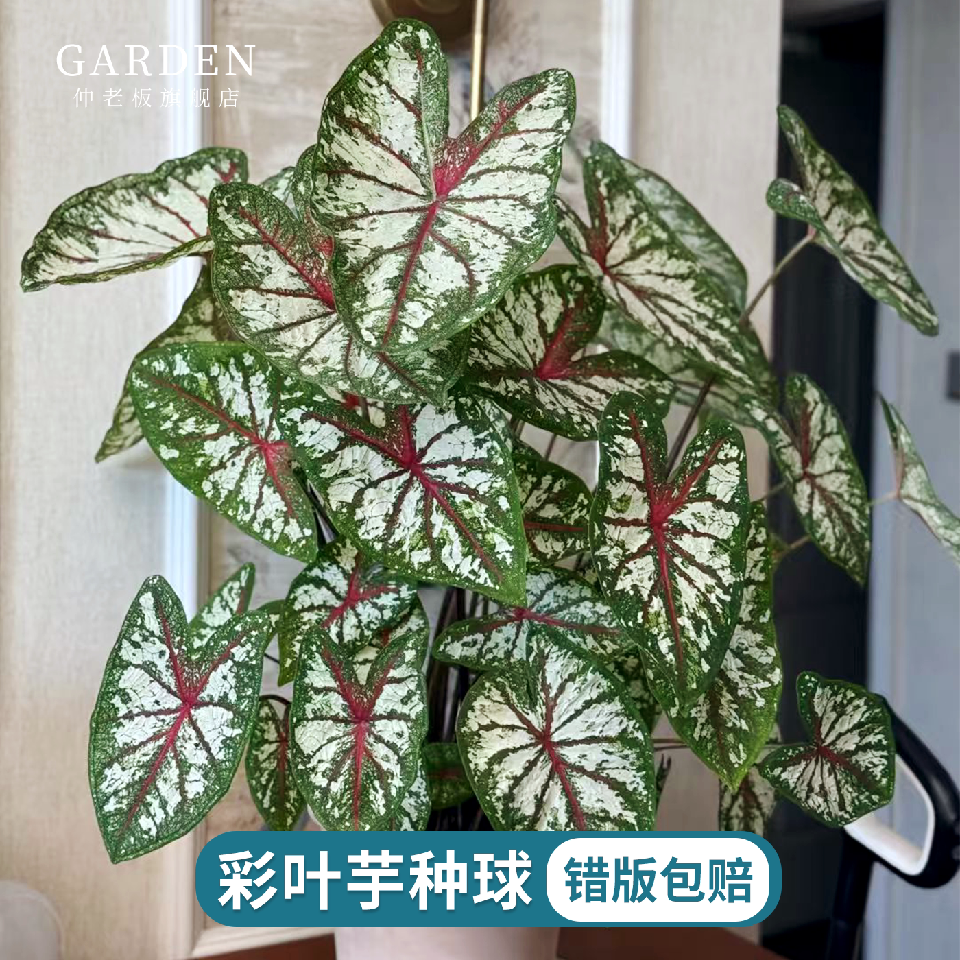 彩叶芋种球白色恋人粉色飞溅植物图片